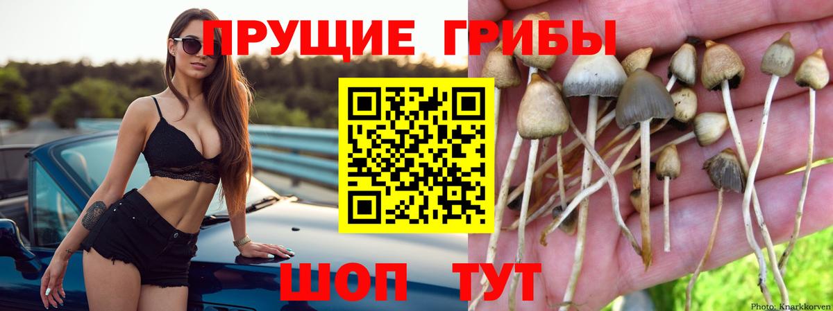 Псилоцибиновые грибы Psilocybine cubensis  Вход с VPN  Галлюциногенные грибы GOLDEN TEACHER  Калач-на-Дону 